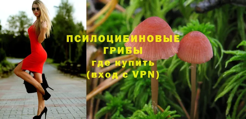 Галлюциногенные грибы Psilocybe  Североуральск 